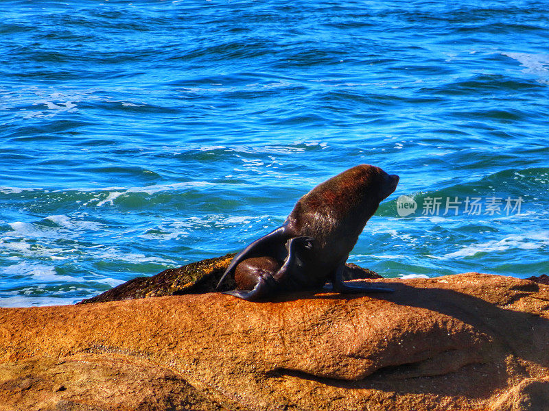 sea ​​lion in Cabo Polonio National Park in Rocha, Uruguay
